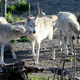 Illustration for article titled Science proves that most wolves are lazy jerks